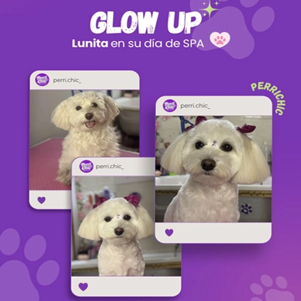 Corte de Poodle en Puente Alto — Perrichic